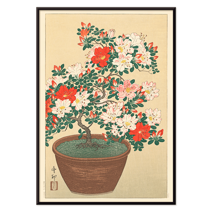 Flowering azalea Flowering azalea