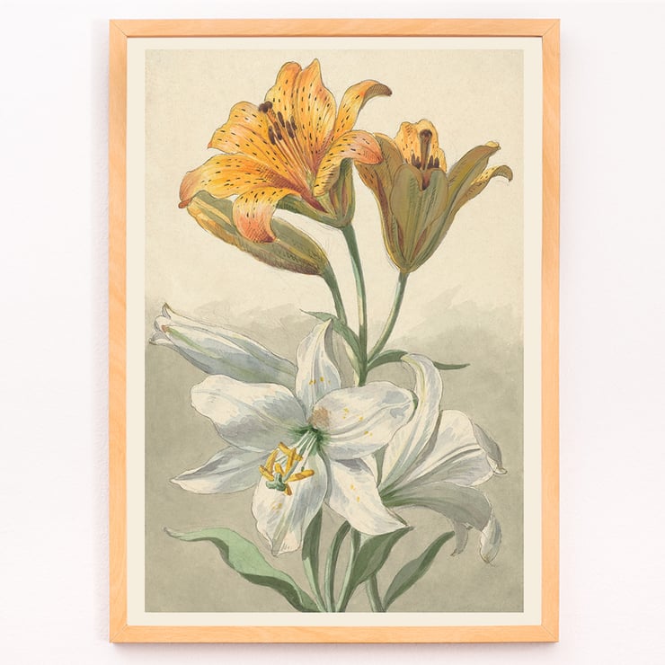 Gelbe und Weiße Lilien Gelbe und Weiße Lilien