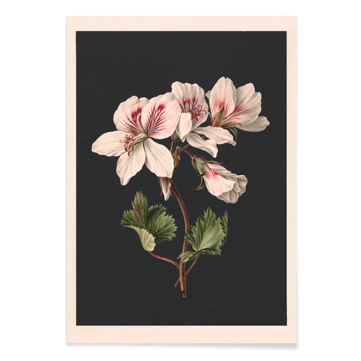 Pelargonium Pelargonium