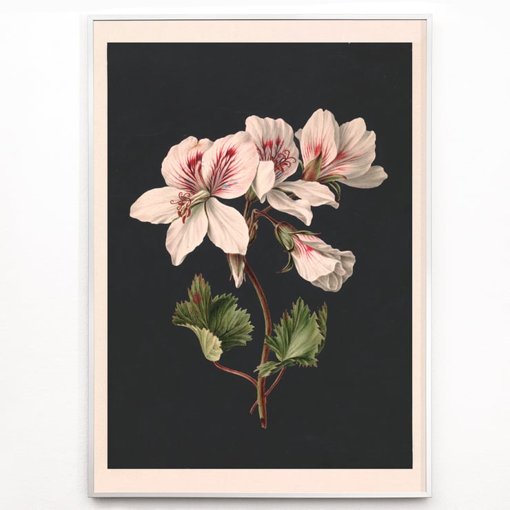 Pelargonium Pelargonium