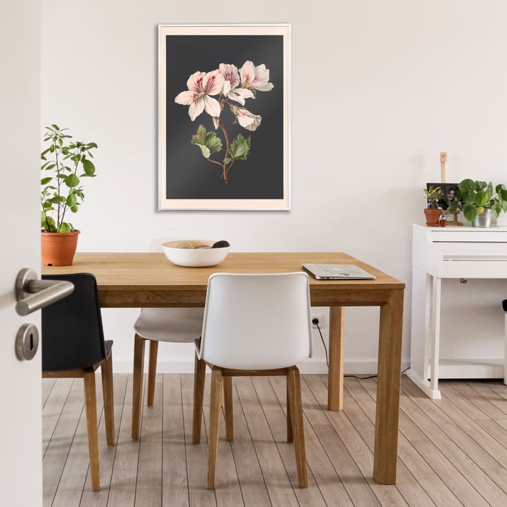 Pelargonium Pelargonium