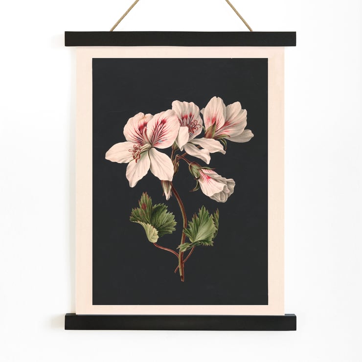 Pelargonium Pelargonium