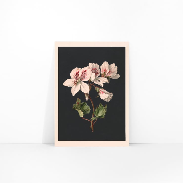 Pelargonium Pelargonium