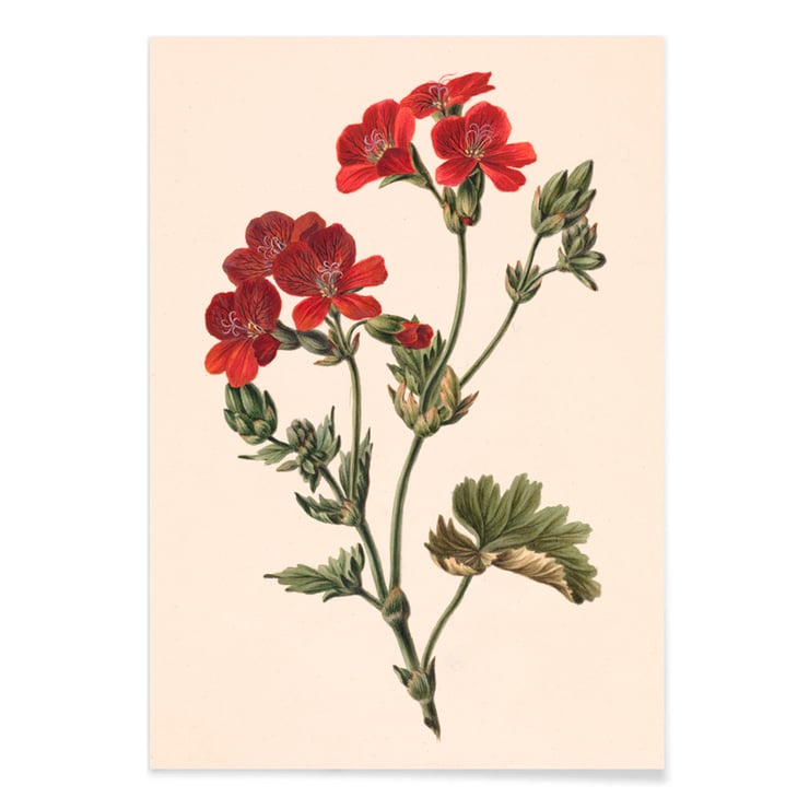 Rote Blume Rote Blume