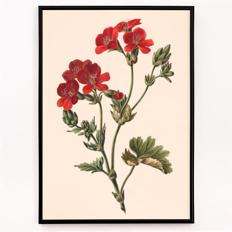 Rote Blume Rote Blume