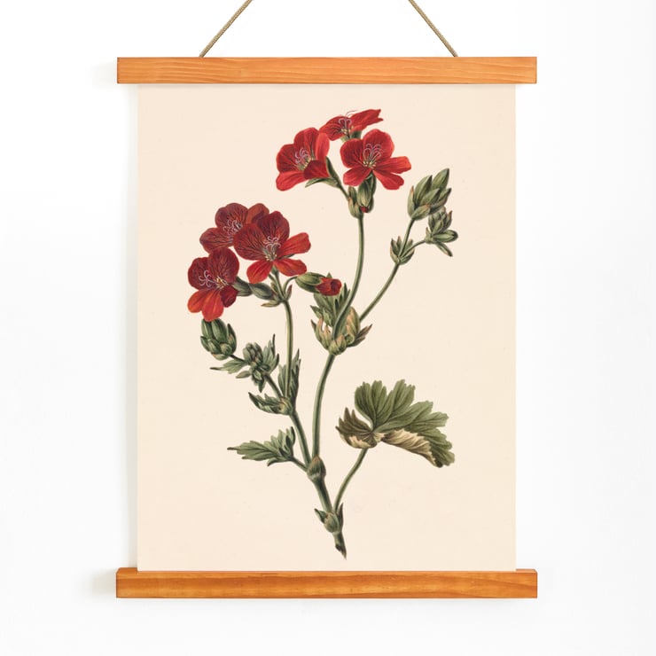 Rote Blume Rote Blume