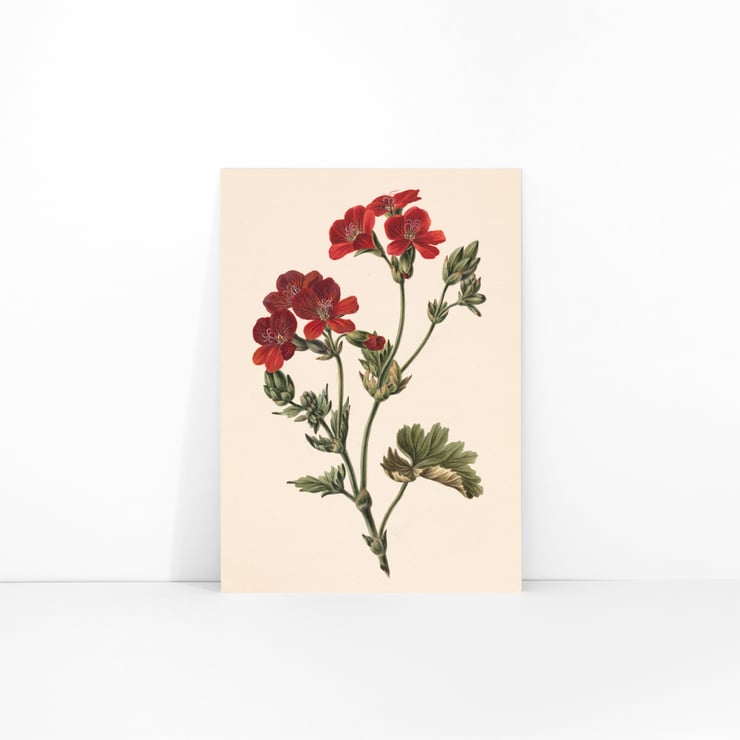 Rote Blume Rote Blume