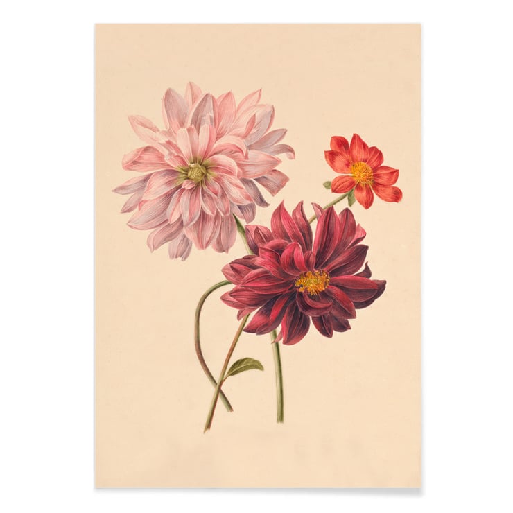 Dahlias Dahlias