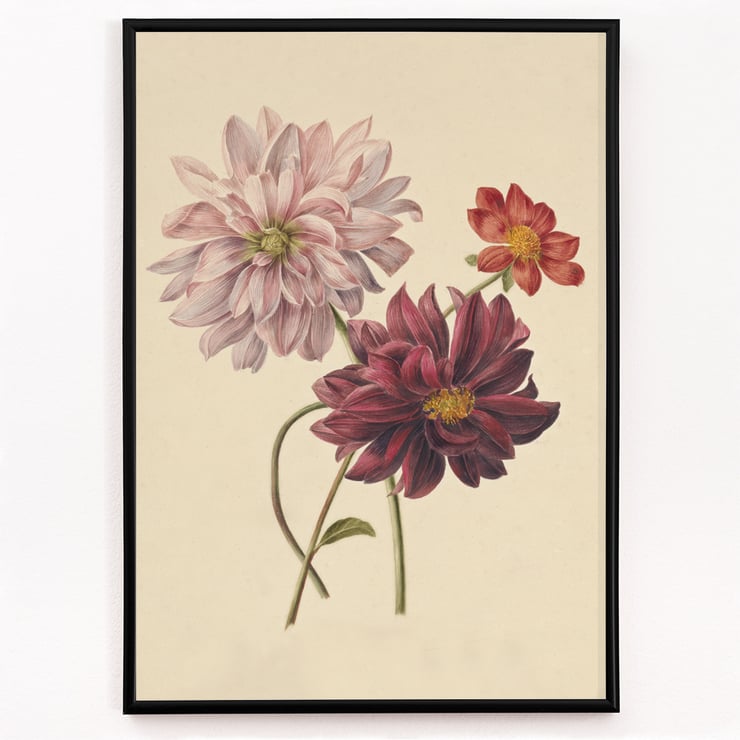 Dahlias Dahlias