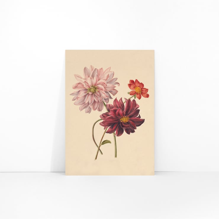 Dahlias Dahlias