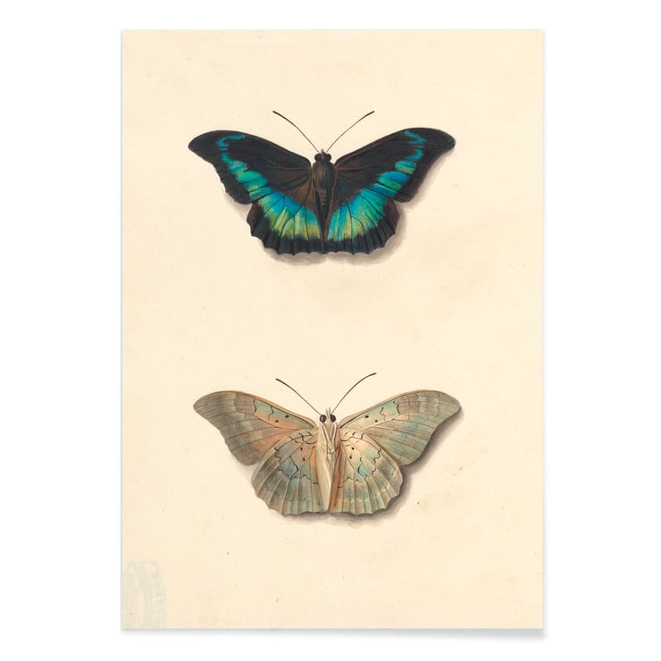 Two butterflies Two butterflies