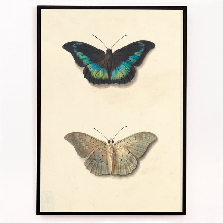 Two butterflies Two butterflies