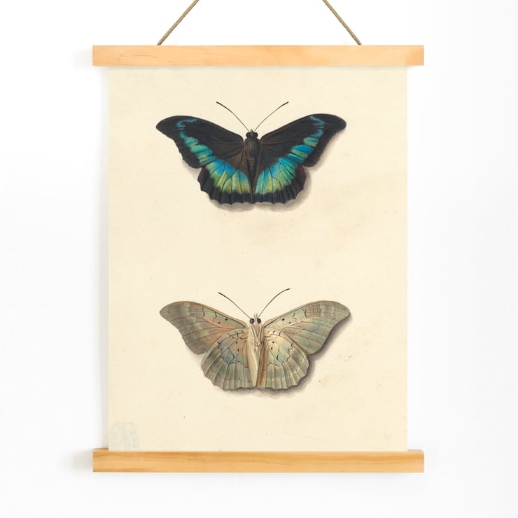 Two butterflies Two butterflies