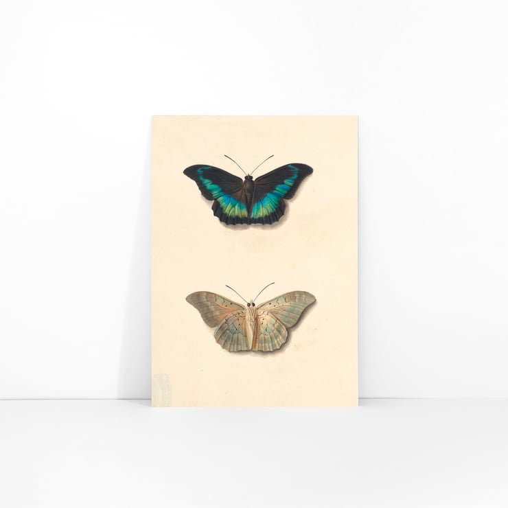 Two butterflies Two butterflies