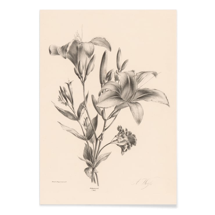 Two lilies Two lilies