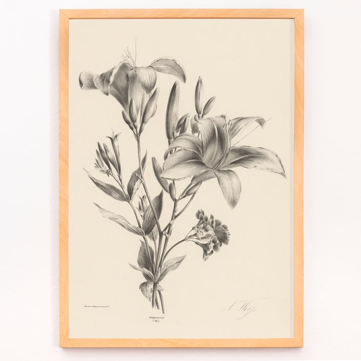 Two lilies Two lilies