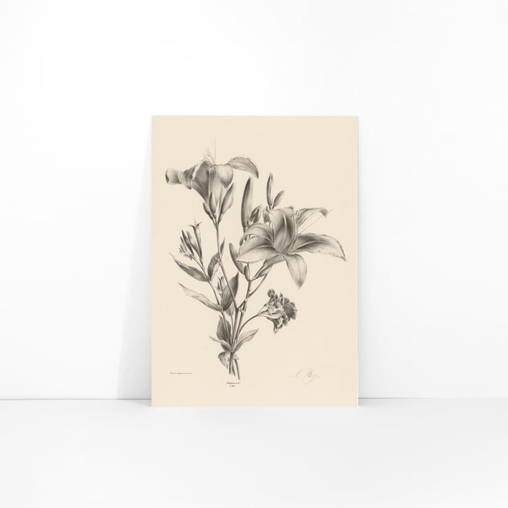 Two lilies Two lilies