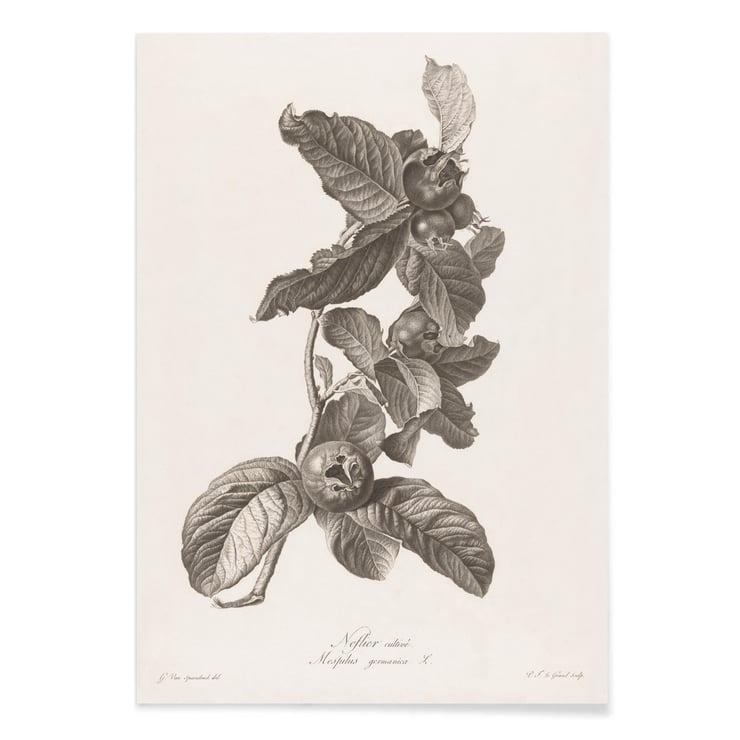 Medlar Medlar