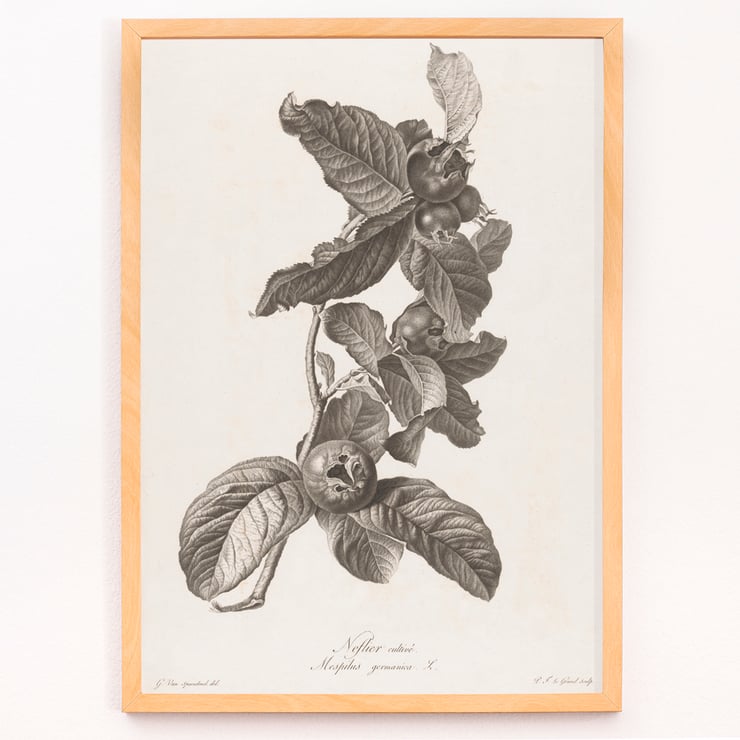 Medlar Medlar