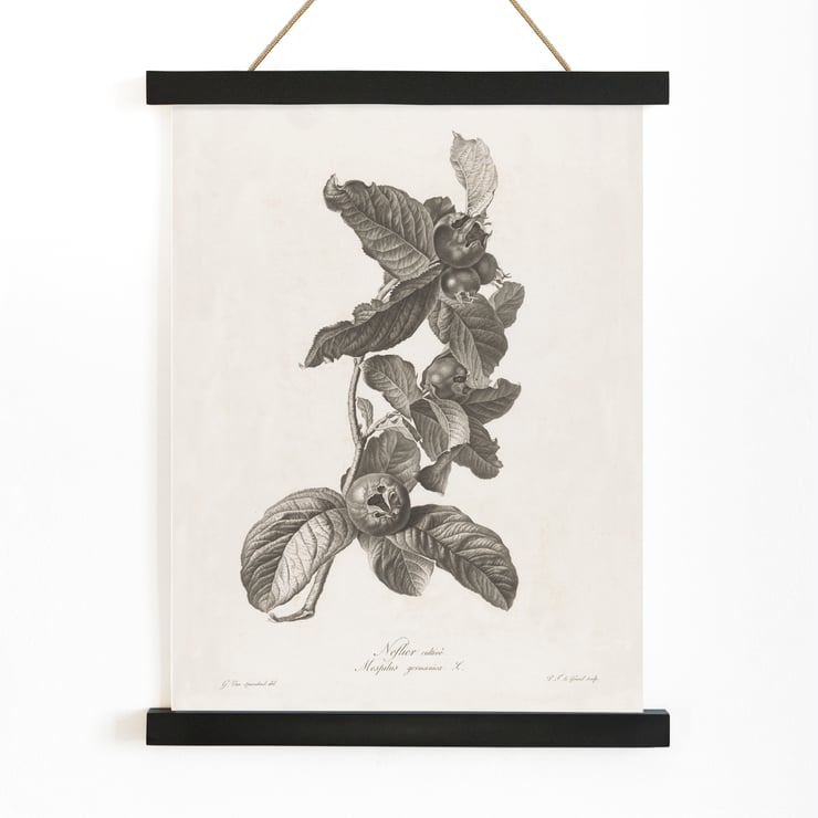 Medlar Medlar