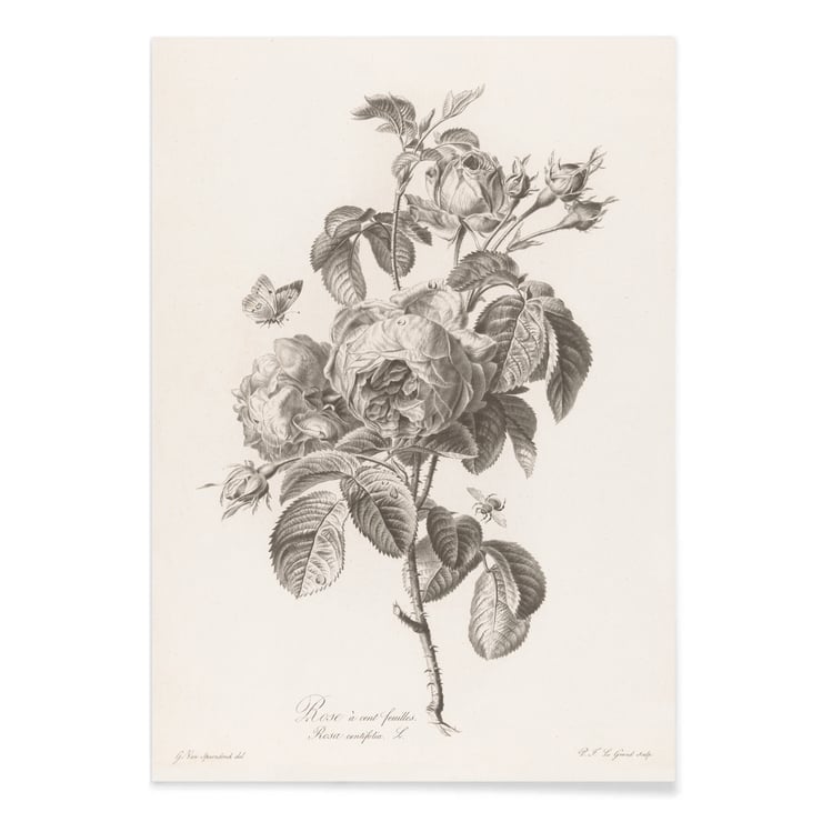 Hundred-petaled rose Hundred-petaled rose