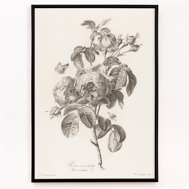 Hundred-petaled rose Hundred-petaled rose