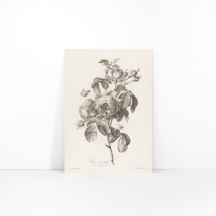 Hundred-petaled rose Hundred-petaled rose