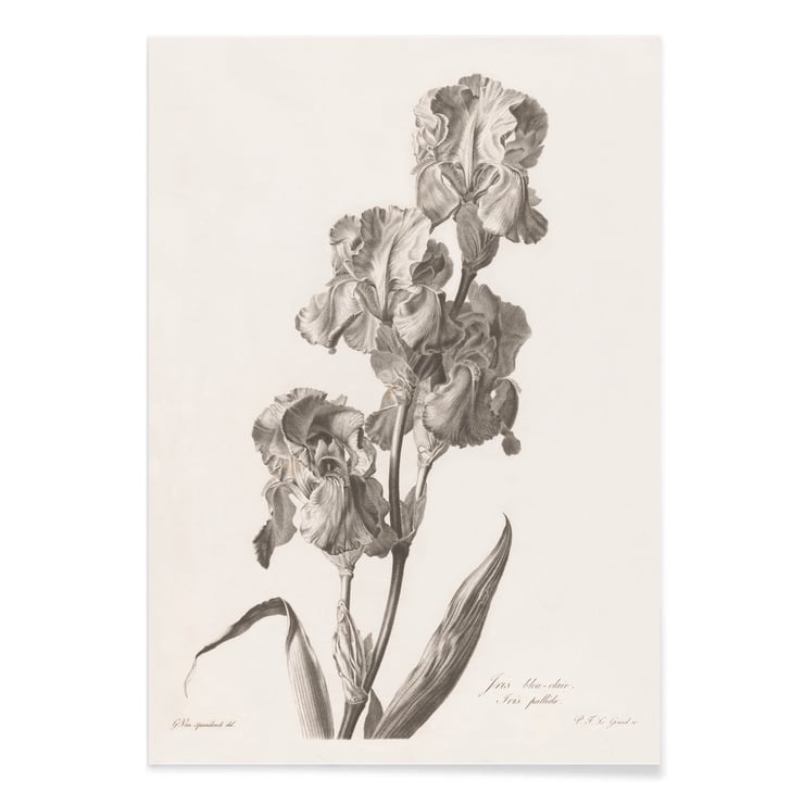 Iris dalmate Iris dalmate