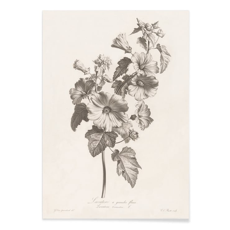 Lavatera Lavatera