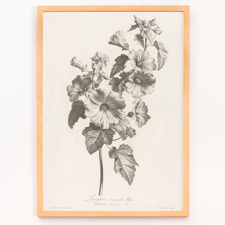 Lavatera Lavatera