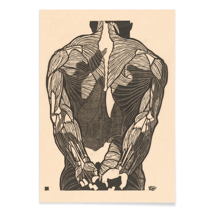 Back Muscles 2 Back Muscles 2