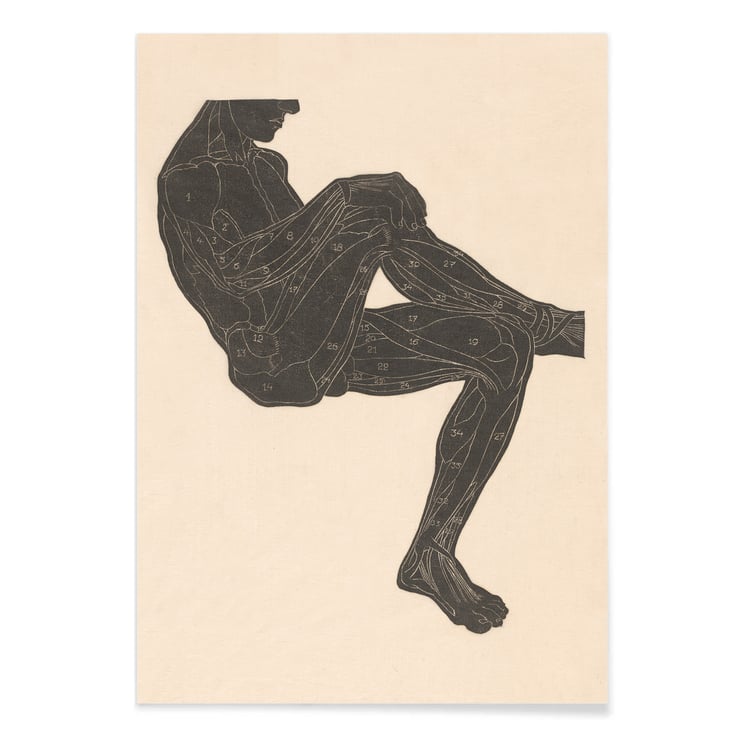 Muscles des jambes Muscles des jambes