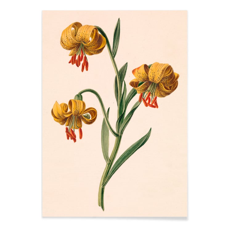 Three yellow lilies Three yellow lilies