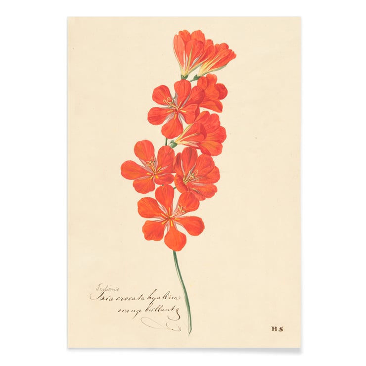 Tritonia Crocata (Flame Freesia) Tritonia Crocata (Flame Freesia)
