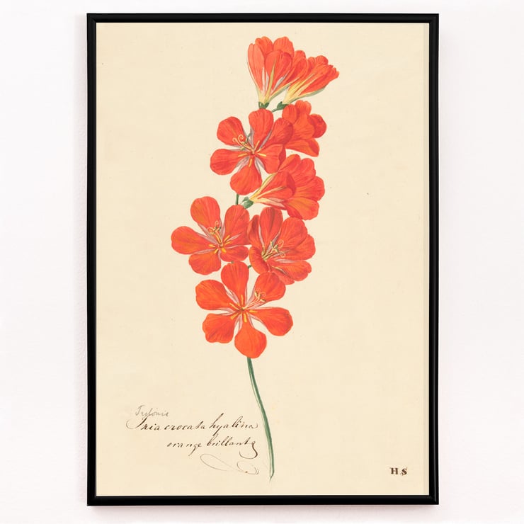 Tritonia Crocata (Flame Freesia) Tritonia Crocata (Flame Freesia)