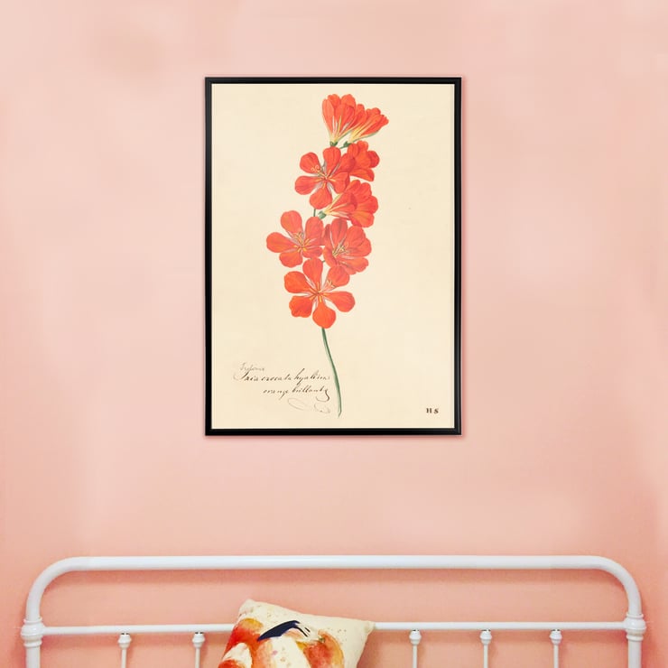 Tritonia Crocata (Flame Freesia) Tritonia Crocata (Flame Freesia)