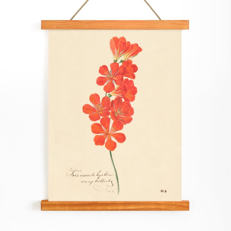Tritonia Crocata (Flame Freesia) Tritonia Crocata (Flame Freesia)