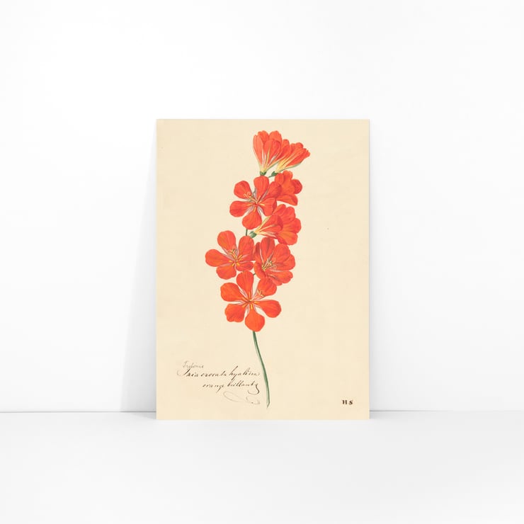 Tritonia Crocata (Flame Freesia) Tritonia Crocata (Flame Freesia)