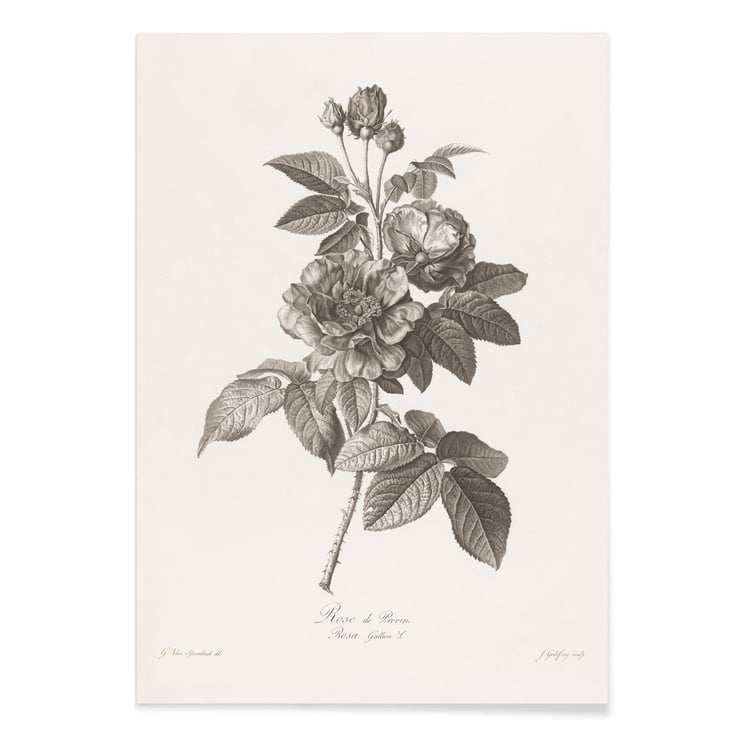 Rose de Provins Rose de Provins