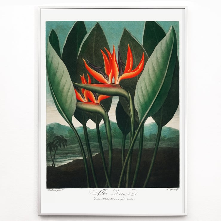The Queen–Plant The Queen–Plant
