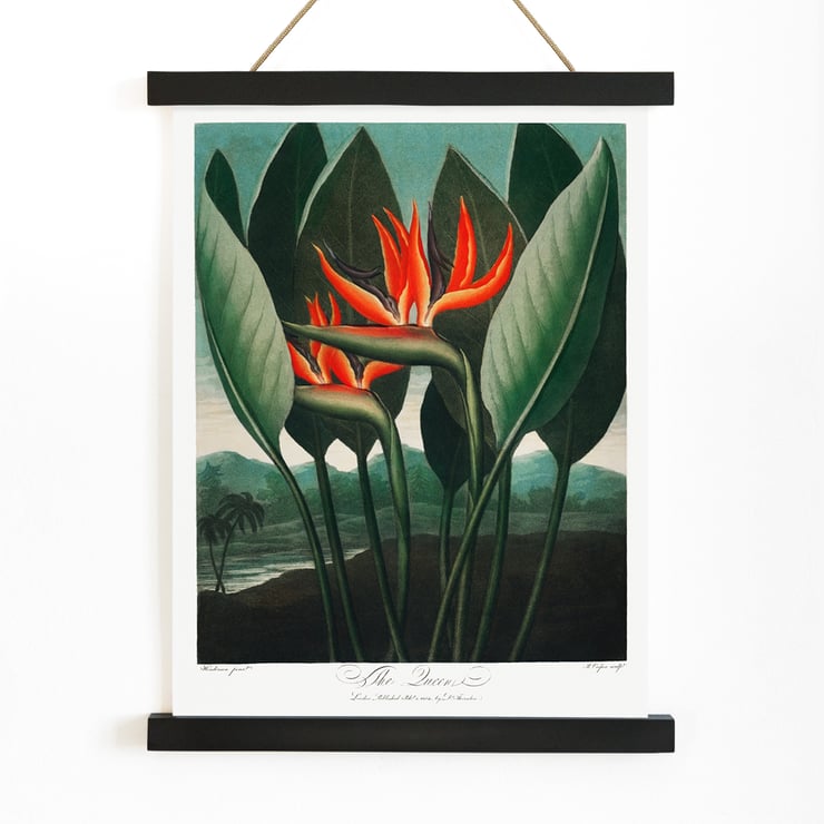 The Queen–Plant The Queen–Plant