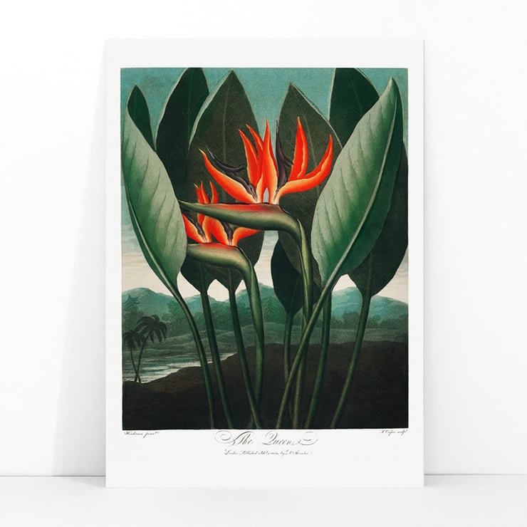 The Queen–Plant The Queen–Plant