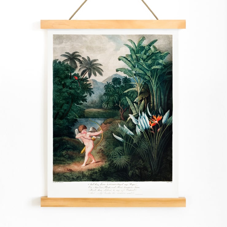 Cupid Inspiring Plants Cupid Inspiring Plants