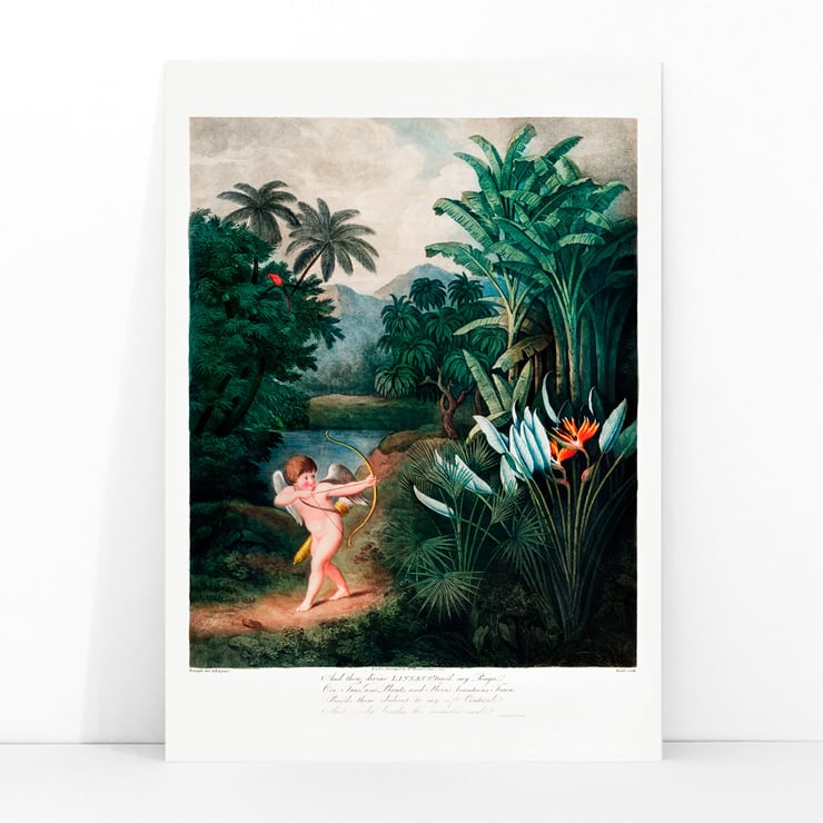 Cupid Inspiring Plants Cupid Inspiring Plants