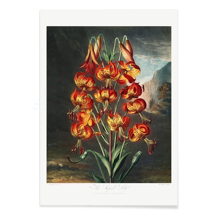 Superb Lily Superb Lily