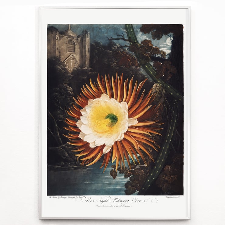 Der nächtliche Cereus Der nächtliche Cereus