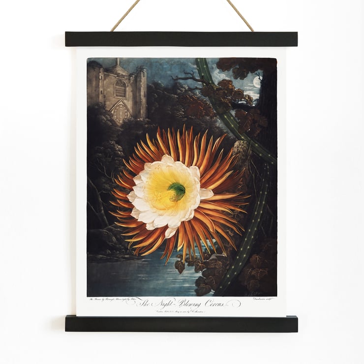 Der nächtliche Cereus Der nächtliche Cereus