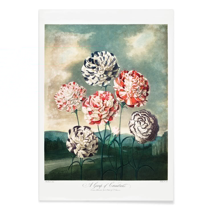 A Group of Carnations A Group of Carnations