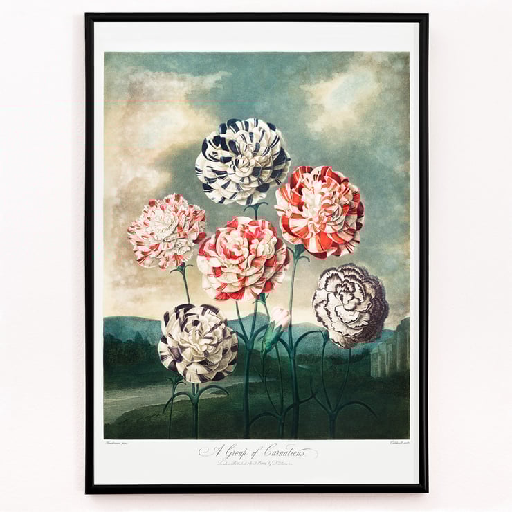 A Group of Carnations A Group of Carnations
