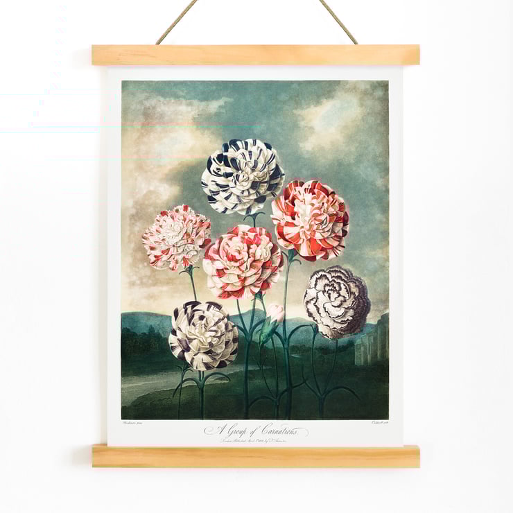 A Group of Carnations A Group of Carnations